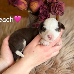 Peach - Red tri-color female Aussiedoodle puppy in Lancaster, Minnesota from Finney Ranch