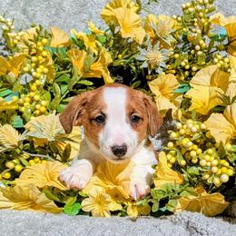 Blue - White and tan male Russell Terrier puppy in Sandown, New Hampshire from Patch Wood Irish Jacks