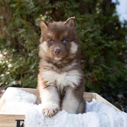 Sunny - Brown and white female Siberian Husky puppy in Grayslake, Illinois from Lamon’s Pom & Polar Pups