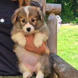 Light Blue Collar Female - Red female Pembroke Welsh Corgi puppy in Tenino, Washington from LoneStar Corgis NW