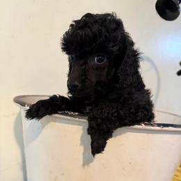 Florida - Parti female Poodle puppy in Florence County, South Carolina from Modern Family Standards
