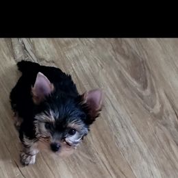 Yorkshire Terrier Puppies from Cantlon Yorkshire Terriers
