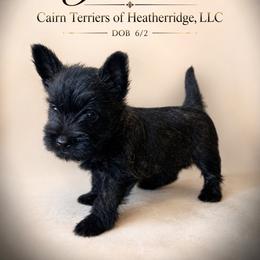 Jade - Brindle female Cairn Terrier puppy in Pottersville, Missouri from Cairn Terriers of Heatherridge,LLC