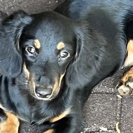 Dachshunds and Doberman Pinschers from Jensen Dobermans