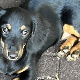 Dachshunds and Doberman Pinschers from Jensen Dobermans