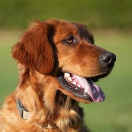 Aloni - Golden Retriever