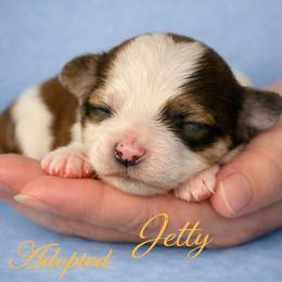 JETTY - Chocolate sable male Havanese puppy in Kinston, North Carolina from Colhaven Havanese
