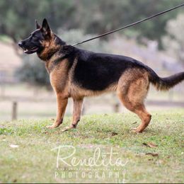 Nesara - German Shepherd