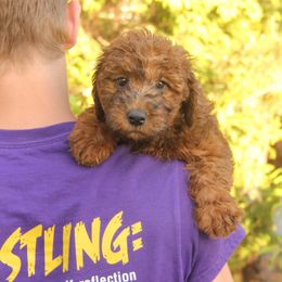 Katie - Red female Whoodle puppy in West Bend, Iowa from Blue Skies Terriers