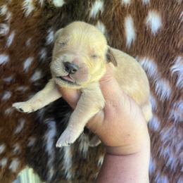 Purple collar - Golden female Golden Retriever puppy in Jesup, Georgia from Painted Platinum Retrievers (Painted Platinum Kennel) PPK
