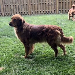 Revvie - Golden Retriever