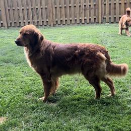 Revvie - Golden Retriever