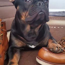 French Bulldogs from High Desert King Bullies