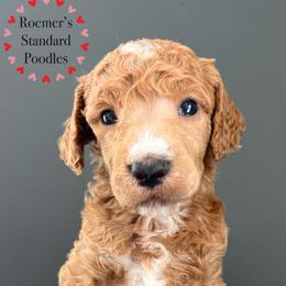 Poodle Puppies from Roemer’s Standard Poodles
