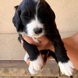 Bernedoodle Puppies from Lovable Bernedoodles