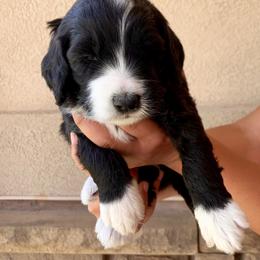 Bernedoodle Puppies from Lovable Bernedoodles