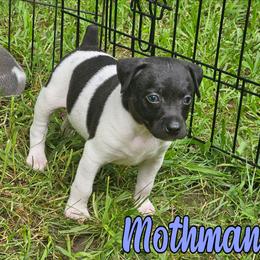 Mothman - White and black male Rat Terrier puppy in Lynn, Alabama from Cryptic Rat Terriers
