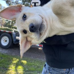 Labrador Retriever Puppies from Willow Kane Farm