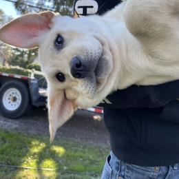 Labrador Retriever Puppies from Willow Kane Farm