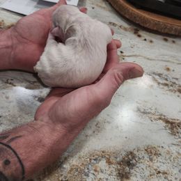 Cream girl - Brindle and white female Boston Terrier puppy in Ohatchee, Alabama from Lance Boston Terriers