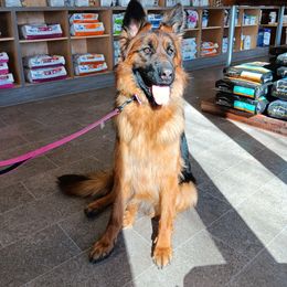 Beyla - German Shepherd