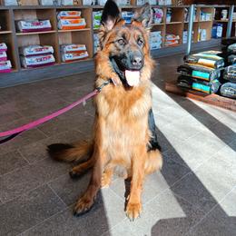 Beyla - German Shepherd