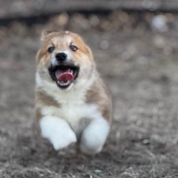 Charlie - Sable male Pembroke Welsh Corgi puppy in Nortonville, Kansas from Low Riders Corgis & Mini Aussies