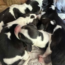 Beagle puppies from Alton Beagles