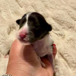 MICKEY - Black and white male Shetland Sheepdog puppy in Livonia, Michigan from M7’s Shelties, Toonies & AussieDoodles