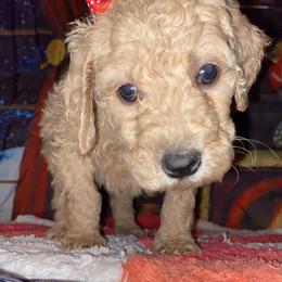 Goldendoodle Puppies from Zeusthemoosedoodles