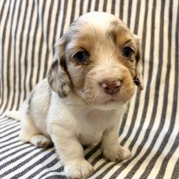 RB BOY - Dapple male Dachshund puppy in Elkhart, Indiana from Hart City Dachshunds