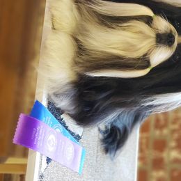 Cookie - Shih Tzu