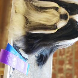 Cookie - Shih Tzu