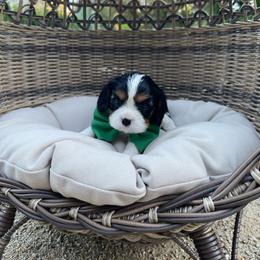 Gus - Tri-color male Cavalier King Charles Spaniel puppy in Shingle Springs, California from California Spaniels
