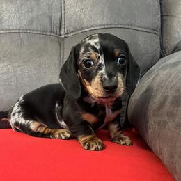 Sadie - Piebald female Dachshund puppy in Sedalia, Missouri from Sho Me Spots