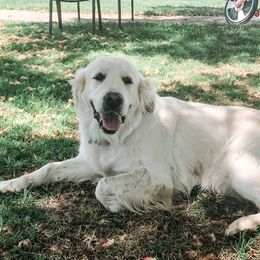 Addie - Golden Retriever