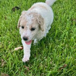 Poodle Puppies from Alysia Saleice Estes