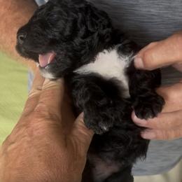 Ace - Black male Sheepadoodle puppy in Buford, Georgia from Guppy Puppies