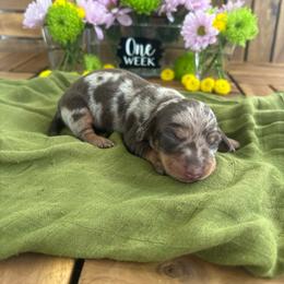 Violet - Dapple female Dachshund puppy in Miami, Florida from Oscar's Dachshunds