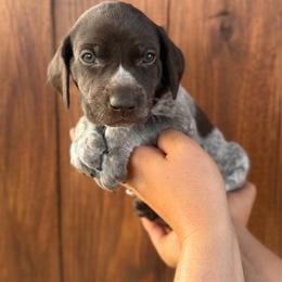 Wolf - Black Collar - Liver roan male German Shorthaired Pointer puppy in San Tan Valley, Arizona from Upland Valley Kennels