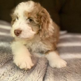 Aussiedoodle, Labradoodle, and Poodle Puppies from Montanas Beartooth Doodles