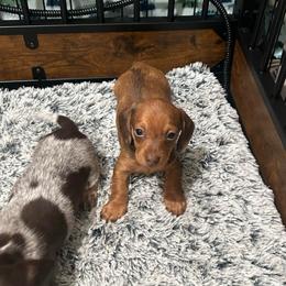 Scarlett - Red female Dachshund puppy in West Frankfort, Illinois from Kayla’s Wiener Wonderland