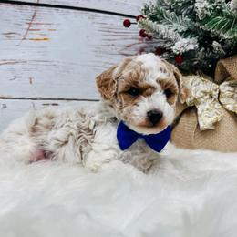 Oliver.  AKC Registered - Parti male Poodle puppy in Nixa, Missouri from Family Poodles