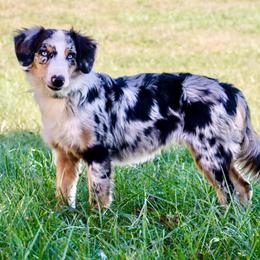 Bella - Australian Shepherd