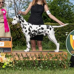 Doc Holliday - Dalmatian
