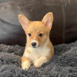 WM M1 - Red male Pembroke Welsh Corgi puppy in Stockton, Iowa from Infinity Corgis
