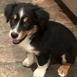 Kobe - Black tri male Miniature Australian Shepherd puppy in Shingle Springs, California from Dream Dog Mini Aussies