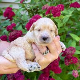 Sparkler - Yellow and white female Bernedoodle puppy in Midland, Michigan from Northern Charm Farm