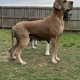 Great Dane puppies from Hundeity Great Danes