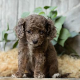 Maple - Merle female Cockapoo puppy in Seattle, Washington from Sweet Home Doodles